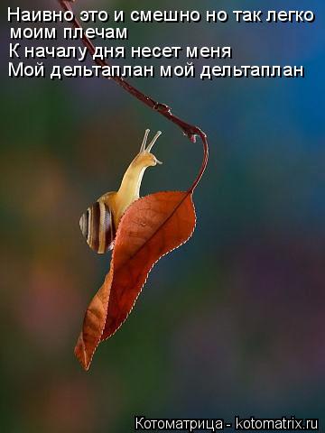 Котоматрица: Наивно это и смешно но так легко К началу дня несет меня Мой дельтаплан мой дельтаплан  моим плечам