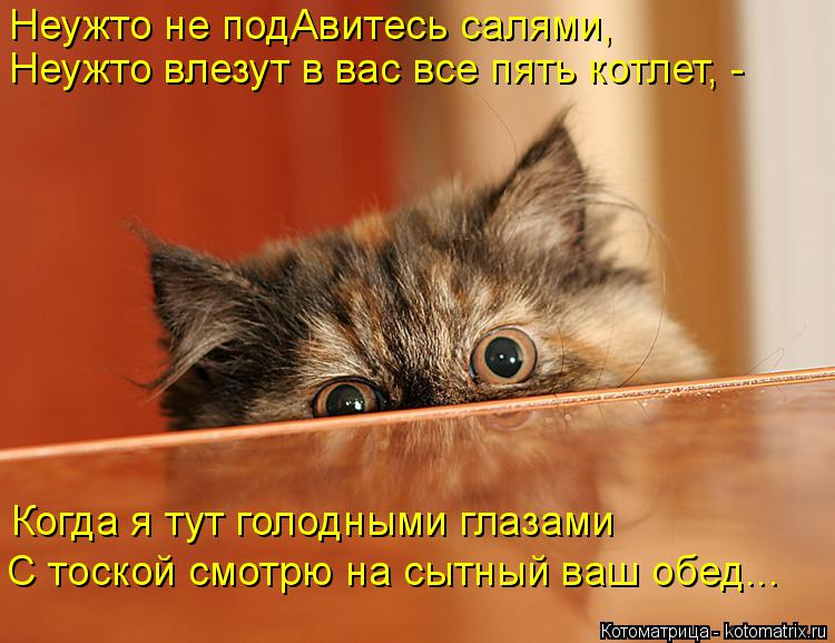 Котоматрица: Неужто не подАвитесь салями, Неужто влезут в вас все пять котлет, -  Когда я тут голодными глазами С тоской смотрю на сытный ваш обед...