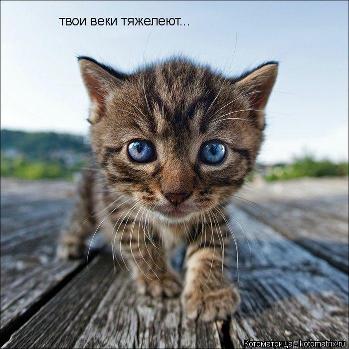 Котоматрица: твои веки тяжелеют...
