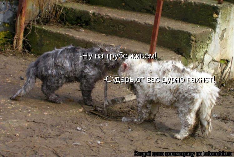 Котоматрица: -Сударь,от вас дурно пахнет! -Ну на трубе живём!