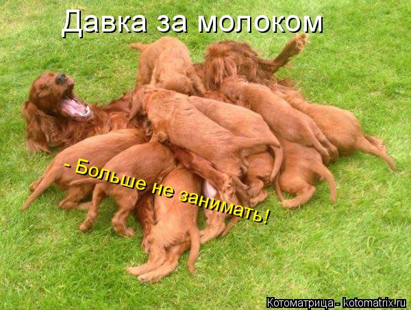 Давка за молоком - Больше не занимать!... Котоматрица: Давка за молоком - Больше не занимать!