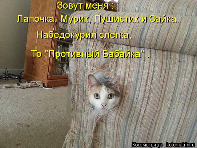 Лапочка, Мурик, Пушистик и Зайка. Набедокурил слегка, То "Противный Бабайка" . Зовут меня :... Котоматрица: Лапочка, Мурик, Пушистик и Зайка. Набедокурил слегка, То "Противный Бабайка" . Зовут меня :