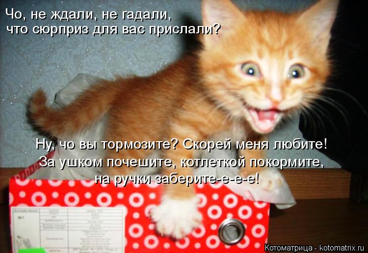 Котоматрица: Чо, не ждали, не гадали,  что сюрприз для вас прислали? Ну, чо вы тормозите? Скорей меня любите! За ушком почешите, котлеткой покормите, на ручк