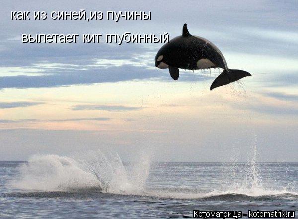 Котоматрица: как из синей,из пучины вылетает кит глубинный
