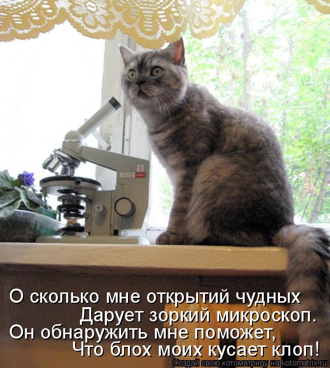 Котоматрица: Что блох моих кусает клоп! Он обнаружить мне поможет, Дарует зоркий микроскоп. О сколько мне открытий чудных