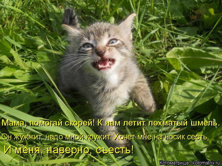 Котоматрица: Мама, помогай скорей! К нам летит лохматый шмель.  Он жужжит, надо мной кружит. Хочет мне на носик сесть, И меня, наверно, съесть!