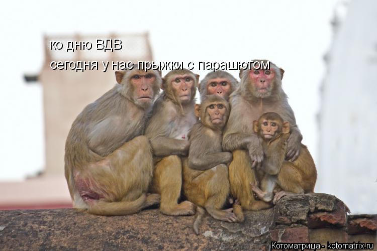 Котоматрица: ко дню ВДВ сегодня у нас прыжки с парашютом