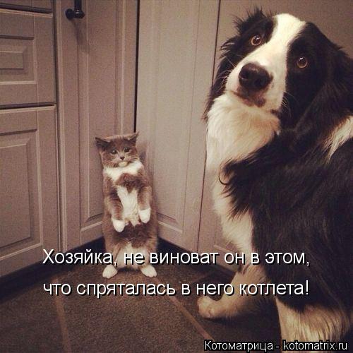 Котоматрица: Хозяйка, не виноват он в этом,  что спряталась в него котлета!