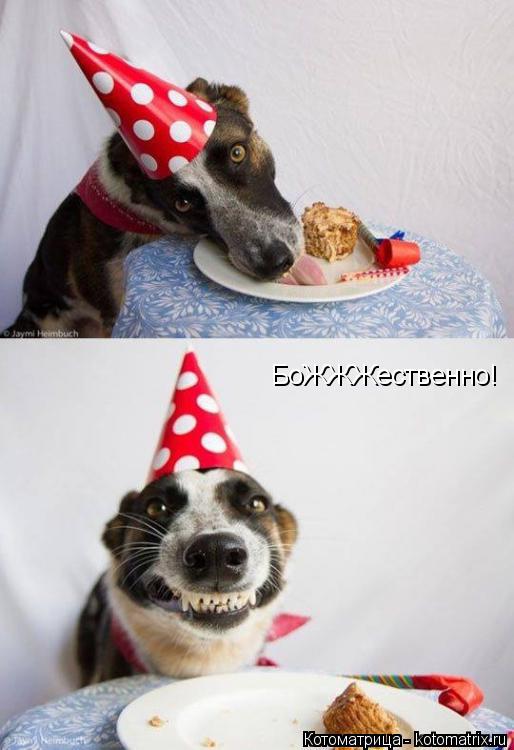 Котоматрица: БоЖЖЖественно!