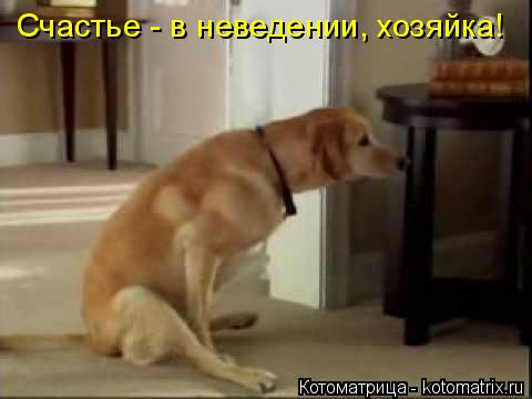 Котоматрица: Счастье - в неведении, хозяйка!