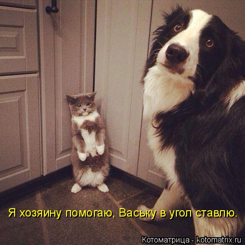 Котоматрица: Я хозяину помогаю, Ваську в угол ставлю.