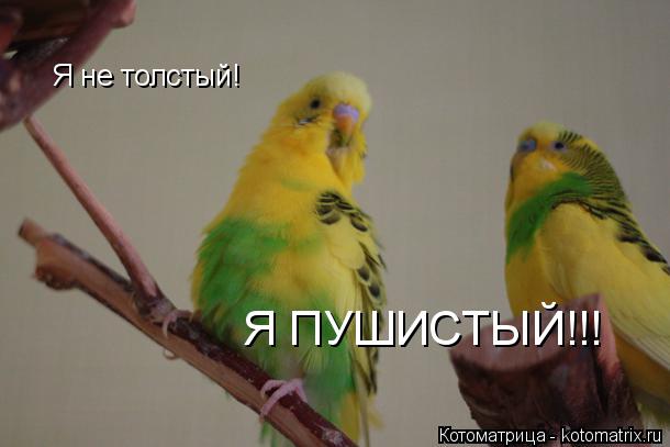 Котоматрица: Я не толстый! Я ПУШИСТЫЙ!!!