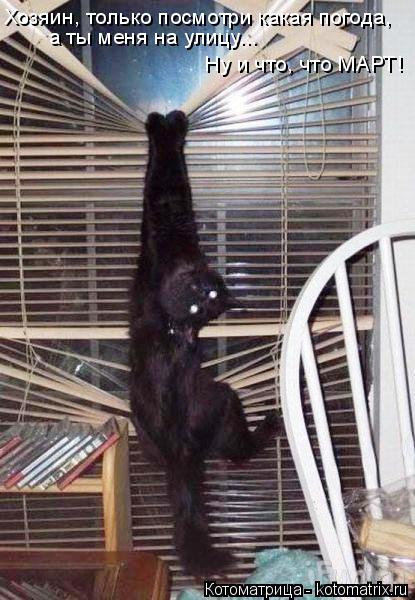Котоматрица: Хозяин, только посмотри какая погода, а ты меня на улицу... Ну и что, что МАРТ!