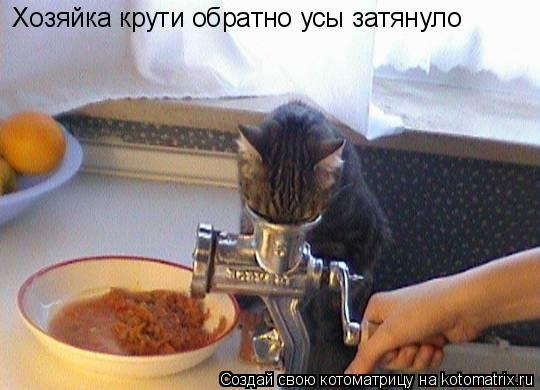 Котоматрица: Хозяйка крути обратно усы затянуло