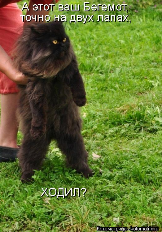 Котоматрица: А этот ваш Бегемот, точно на двух лапах, ХОДИЛ?