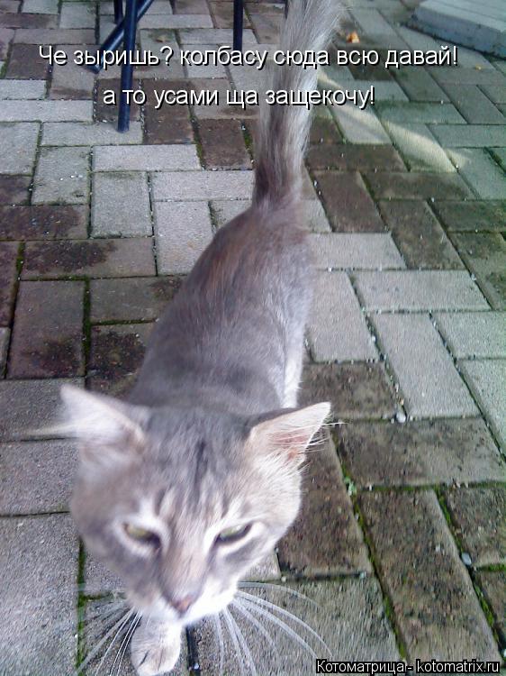 Котоматрица: Че зыришь? колбасу сюда всю давай! а то усами ща защекочу!
