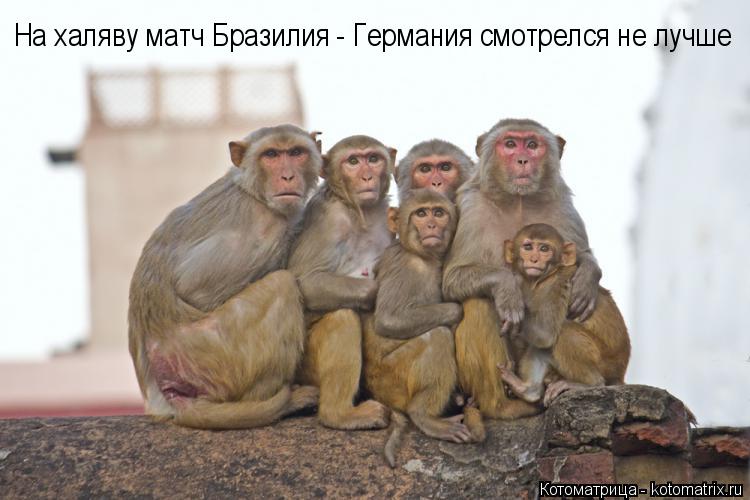 На халяву матч Бразилия - Германия смотрелся не лучше... Котоматрица: На халяву матч Бразилия - Германия смотрелся не лучше