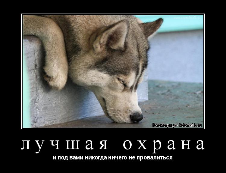 лучшая охрана и под вами никогда ничего не провалиться... Котоматрица: лучшая охрана и под вами никогда ничего не провалиться