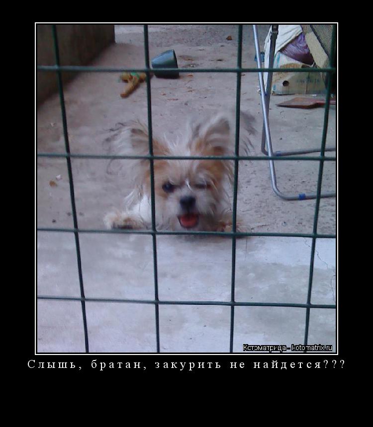 Слышь, братан, закурить не найдется??? ... Котоматрица: Слышь, братан, закурить не найдется???