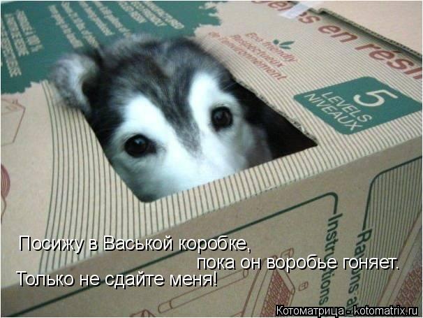 Посижу в Васькой коробке, пока он воробье гоняет. Только не сдайте меня!... Котоматрица: Посижу в Васькой коробке, пока он воробье гоняет. Только не сдайте меня!
