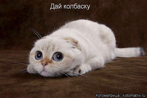 Котоматрица: Дай колбаску