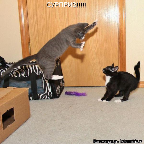 Котоматрица: СУРПРИЗ!!!!!