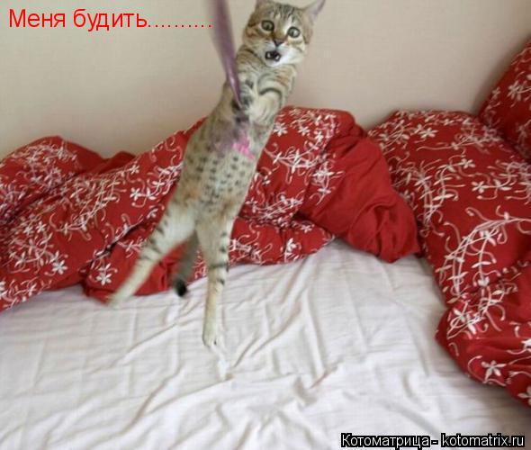 Меня будить............. Котоматрица: Меня будить..........