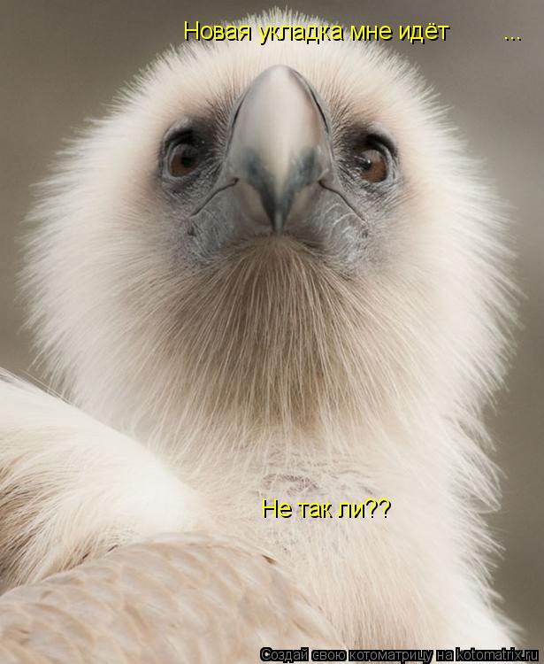 Новая укладка мне идёт ... Не так ли??... Котоматрица: Новая укладка мне идёт ... Не так ли??