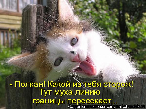 Котоматрица: - Полкан! Какой из тебя сторож! Тут муха линию  границы пересекает...