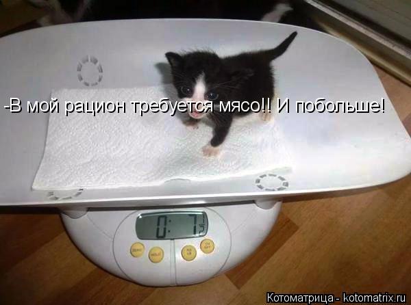 -В мой рацион требуется мясо!! И побольше!... Котоматрица: -В мой рацион требуется мясо!! И побольше!