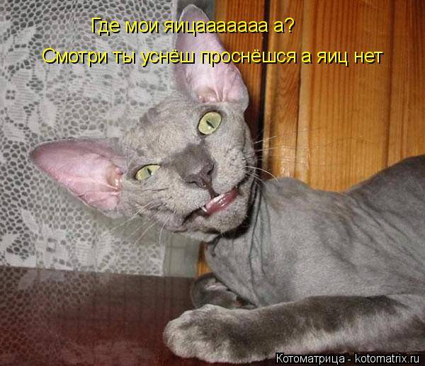 Котоматрица: Где мои яицааааааа а?   Смотри ты уснёш проснёшся а яиц нет