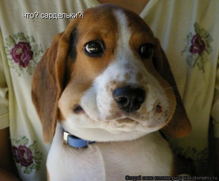что? сардельки?!... Котоматрица: что? сардельки?!
