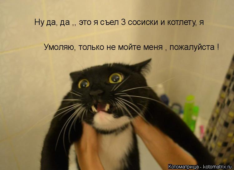 Котоматрица: Ну да, да ,, это я съел 3 сосиски и котлету, я Умоляю, только не мойте меня , пожалуйста ! Н