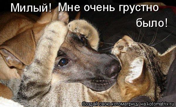 Котоматрица: Милый! Мне очень грустно  было!