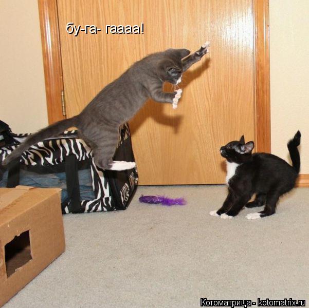 бу-га- гаааа!... Котоматрица: бу-га- гаааа!