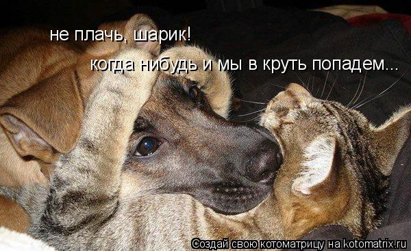 Котоматрица: не плачь, шарик!  когда нибудь и мы в круть попадем...