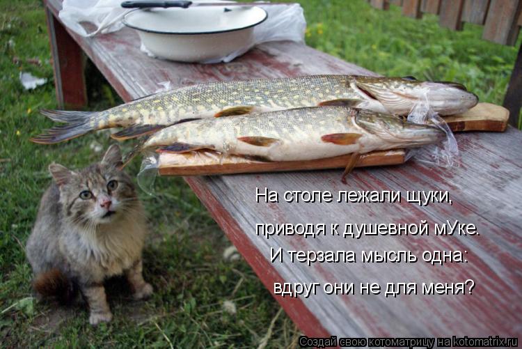 Котоматрица: приводя к душевной мУке. На столе лежали щуки, И терзала мысль одна: вдруг они не для меня?