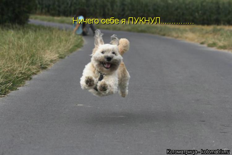 Ничего себе я ПУКНУЛ.................. Котоматрица: Ничего себе я ПУКНУЛ...............