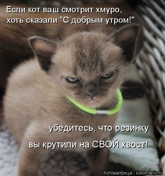 Котоматрица: Если кот ваш смотрит хмуро,  хоть сказали "С добрым утром!" убедитесь, что резинку вы крутили на СВОЙ хвост!