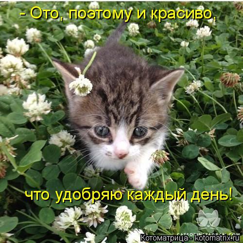 Котоматрица: - Ото, поэтому и красиво,  что удобряю каждый день!