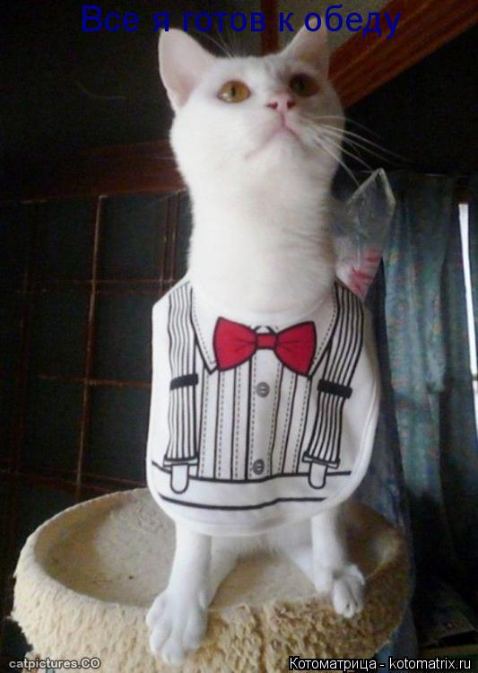 Котоматрица: Все я готов к обеду