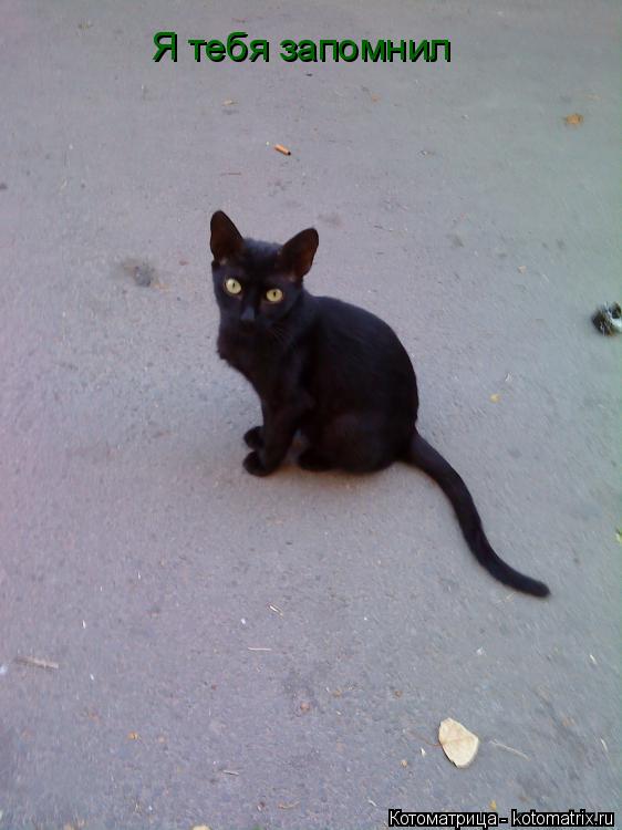 Я тебя запомнил... Котоматрица: Я тебя запомнил