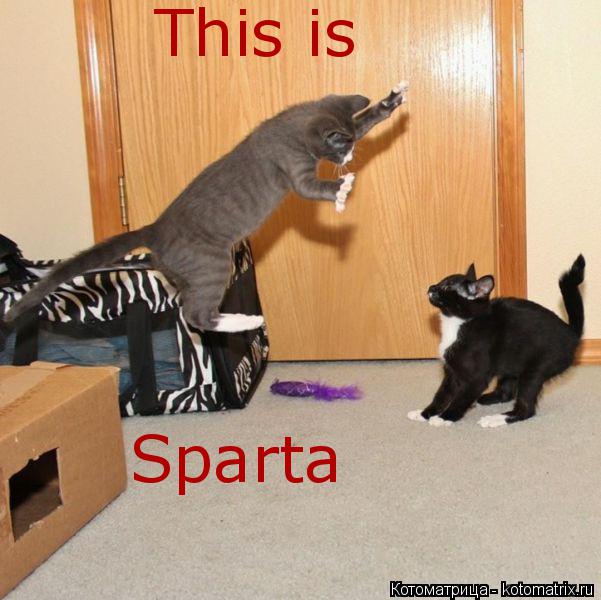Котоматрица: This is Sparta