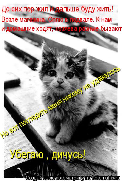 Котоматрица: До сих пор жил и дальше буду жить! Возле магазина. Сплю в подвале. К нам  и домашние ходят, хозяева разные бывают. Но вот погладить меня никому