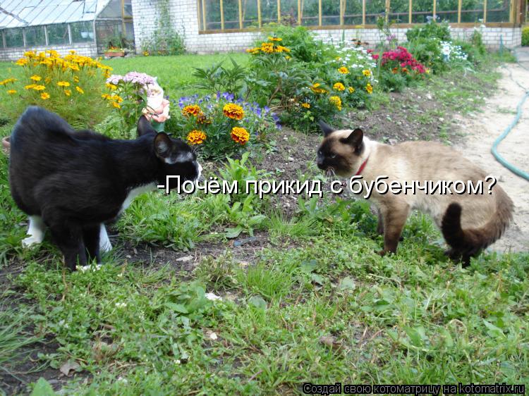 -Почём прикид с бубенчиком?... Котоматрица: -Почём прикид с бубенчиком?