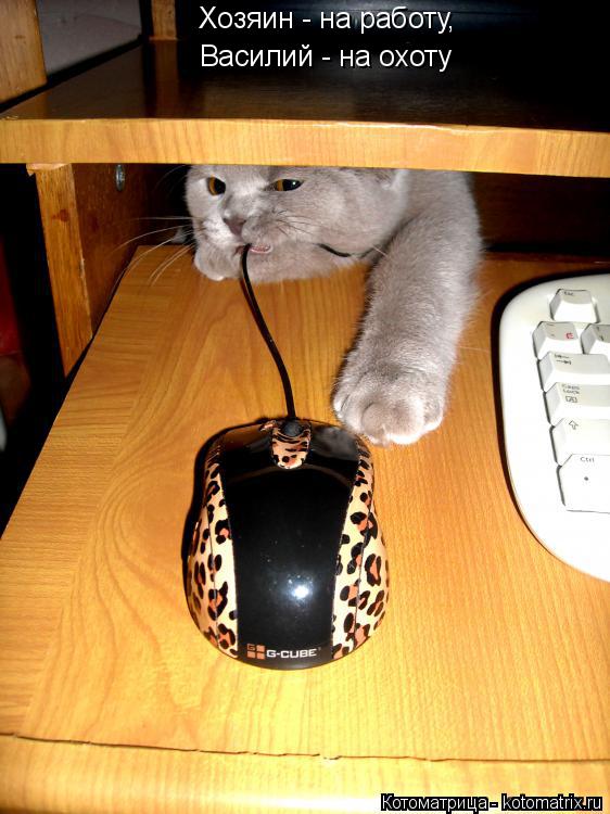 Котоматрица: Хозяин - на работу, Василий - на охоту