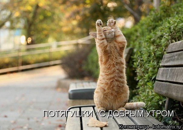 Котоматрица: ПОТЯГУШКИ : С ДОБРЫМ УТРОМ ПОТЯГУШКИ : С ДОБРЫМ УТРОМ