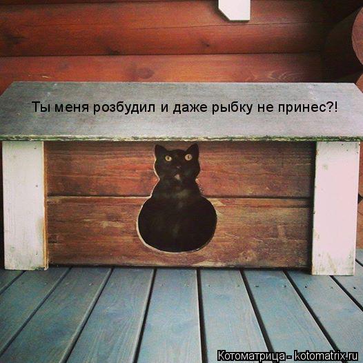Ты меня розбудил и даже рыбку не принес?!... Котоматрица: Ты меня розбудил и даже рыбку не принес?!
