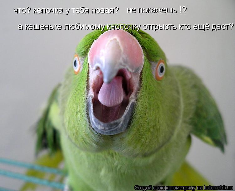 Котоматрица: что? кепочка у тебя новая? не покажешь !? а кешеньке любимому кнопочку отгрызть кто ещё даст?