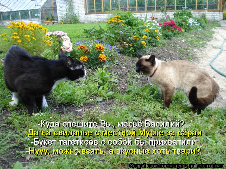 Котоматрица: -Куда спешите Вы, месьё Василий? -Да на свиданье с местной Мурке за сараи -Букет тагетисов с собой бы прихватили -Нууу, можно взять, а вкусные 